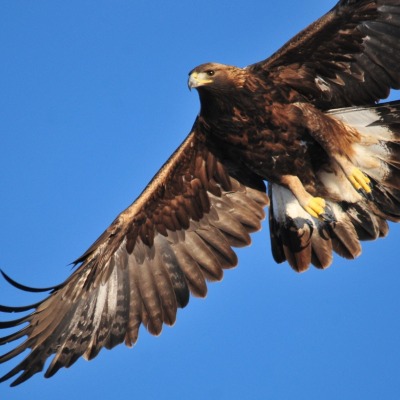 Golden eagle 1665317 1920 listing rebrand